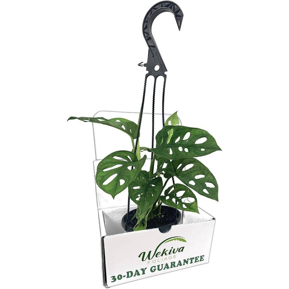 Monstera Swiss Cheese Plant Hanging Basket-Live Plant in a 4 in. Hanging Pot-Monstera Adansonii-HousePlant price history on PriceWatchPro