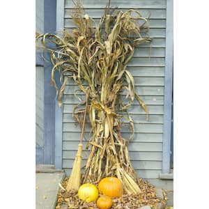 Live Dried Cornstalk Bunch (4-5) for Autumn or Farm Decor