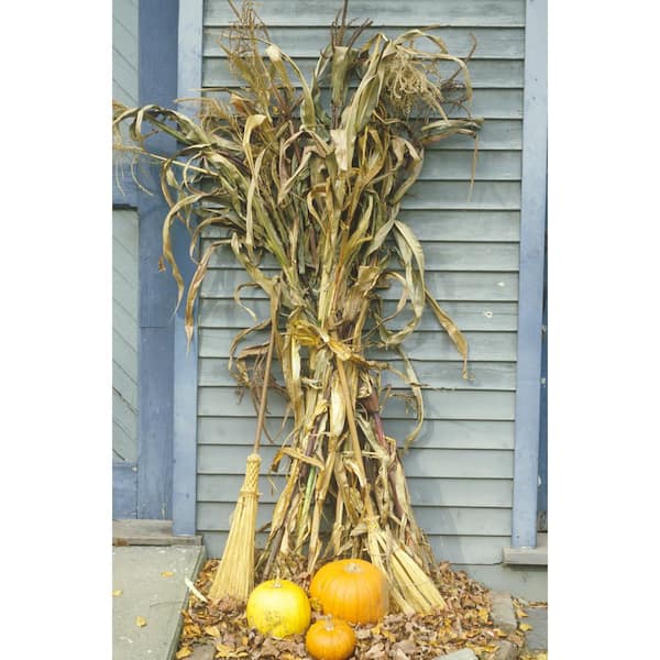Live Dried Cornstalk Bunch (4-5) for Autumn or Farm Decor