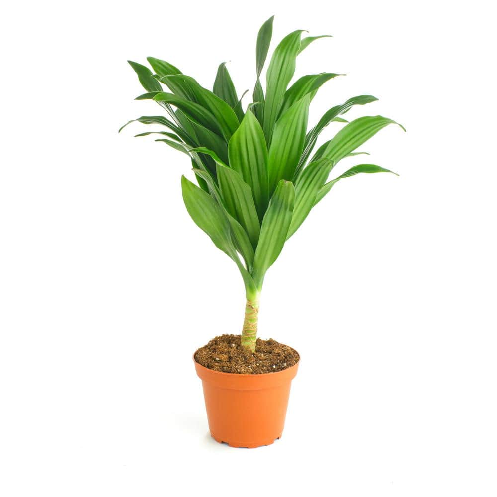 Shop Succulents Dracaena Compacta, Live Indoor and Outdoor Plant, Easy Care  Tropical Houseplant in 4 in. Grower Pot 1-DRACAENA-4 - The Home Depot