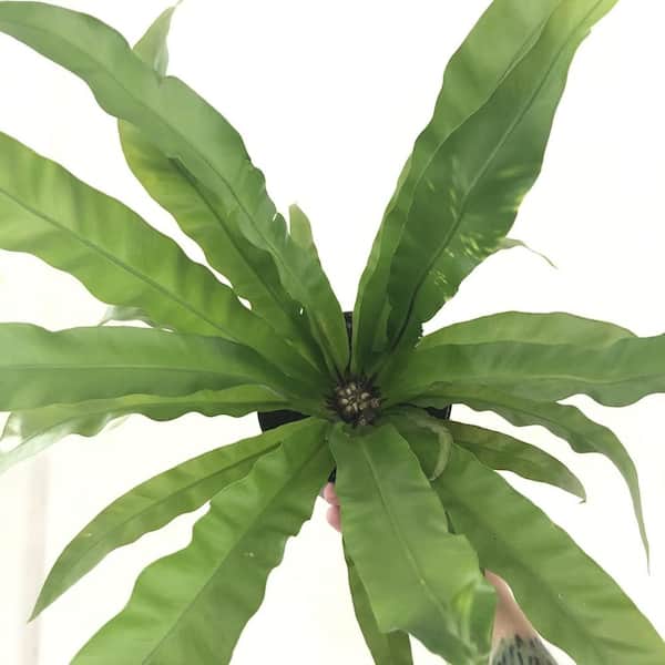 Wekiva Foliage Japanese Bird's Nest Fern-Live Plant in a 4 Inch Pot-Asplenium Nidus-Beautiful Easy Care Indoor Houseplant Fern