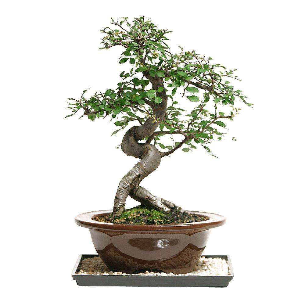 Brussel's Bonsai Outdoor Chinese ElmCT9005CE The Home Depot