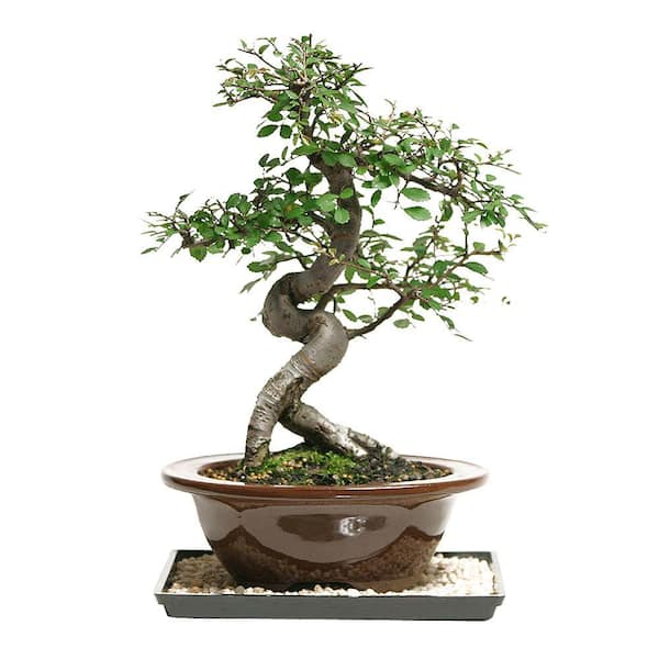 Brussel's Bonsai Outdoor Chinese Elm