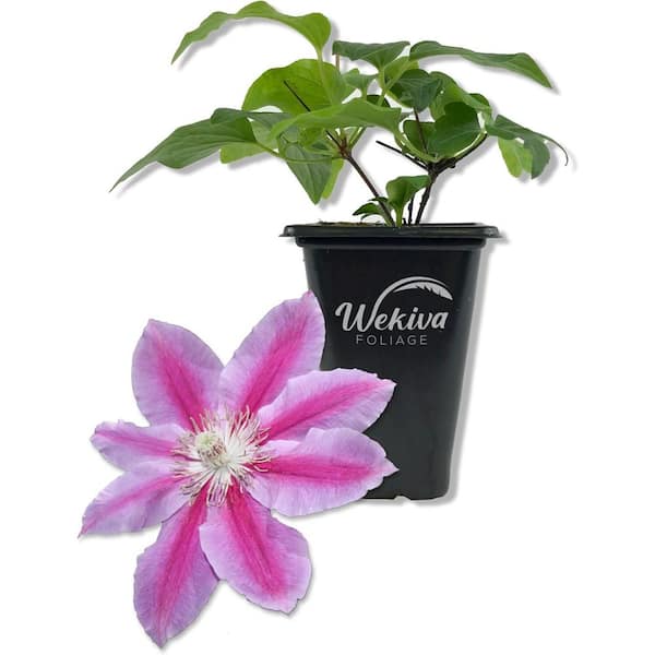 Clematis Dr. Rupple-Live Starter Plant in a 2 Inch Growers Pot-Beautiful Deep Pink Bloom Flowering Vine