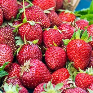 Honeoye Junebearing Strawberry (Fragaria), Live Potted Fruit Bearing Plants (4-Pack)