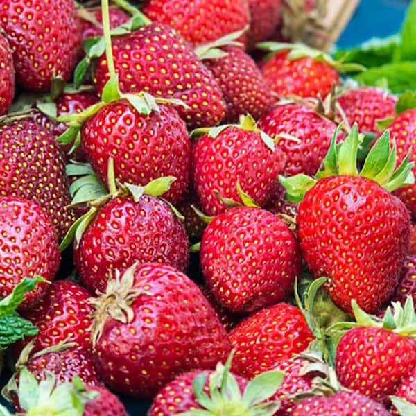 Gurney's Honeoye Junebearing Strawberry (Fragaria), Live Potted Fruit Bearing Plants (4-Pack)
