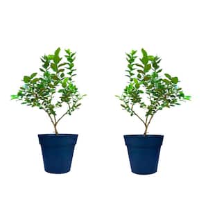 1 Gal. Twice Bearing Sweetheart Blueberry Plant (2-Pack)