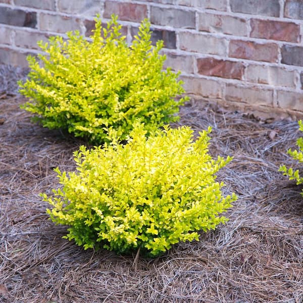 2 Gal. Sunshine Ligustrum Privet Shrub with Golden-Yellow Foliage