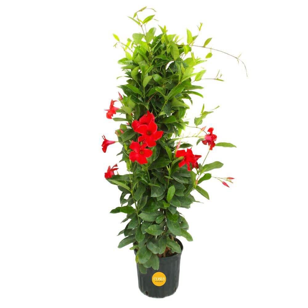 Vigoro 12 in. Mandevilla Red Shrub in Deco Pot SL00013780 - The