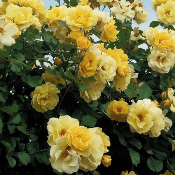 Spring Hill Nurseries Sky's The Limit Climbing Rose, Dormant Bare Root Plant with Yellow Color Flowers (1-Pack)