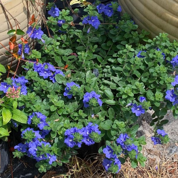 Proven Winner 4.75 in. Morning Glory Blue Daze Evovulus Plant with