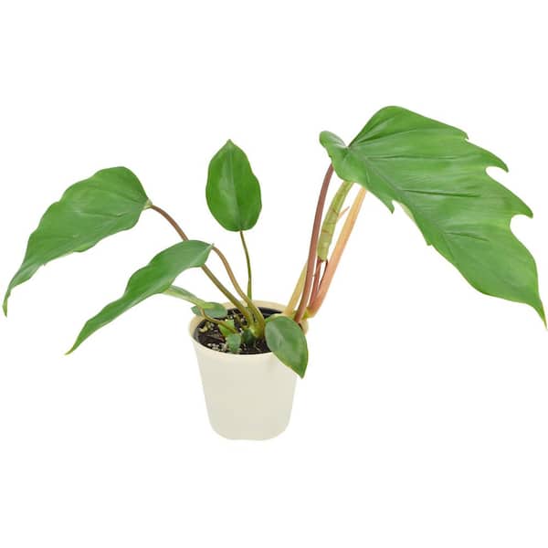 4 in. Philodendron Mayoi Hybrid Live Indoor Plant in Beige Plastic Pot Cover Planter
