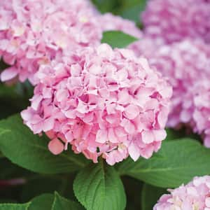 Hydrangea Pink Beauty, Live Bare Root Shrub (Bag of 2)