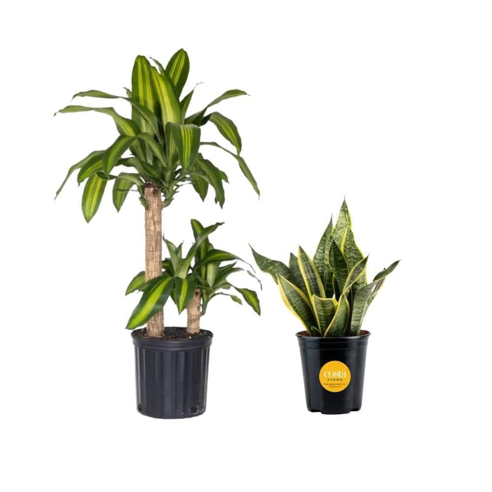 United Nursery Dracaena Mass Cane Corn Plant 2 Stem Plant in 9.25 inch  Grower Pot 73823 - The Home Depot