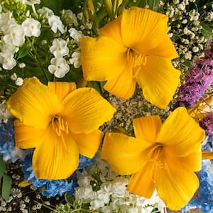 Buttered Popcorn Daylily (Hemerocallis) Live Bareroot Perennial with Yellow Flowers (1-Pack)