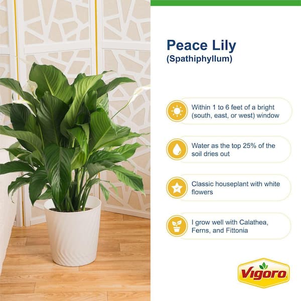 Spathiphyllum Peace Lily Indoor Plant in 12 in. Decor Pot, Average Shipping Height 36-42 in. Tall