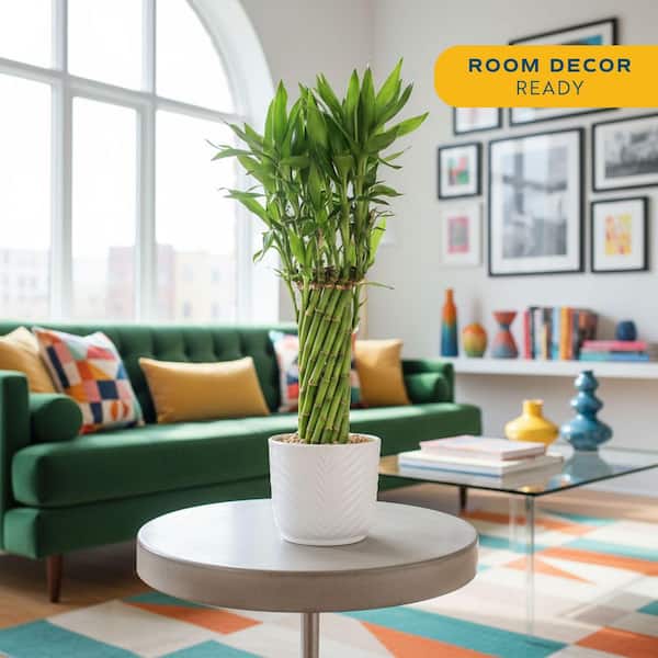 chinese money plants for sale Chinese Money Plant main image 0