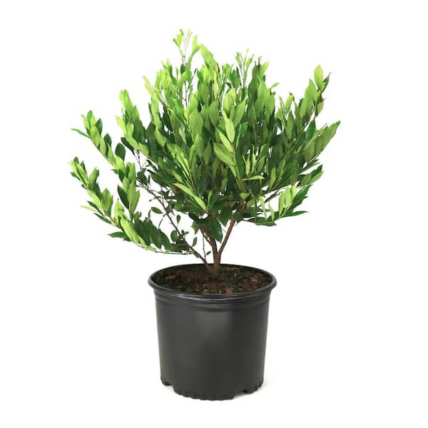 3 gal. Cherry Laurel Bright 'N Tight Shrub
