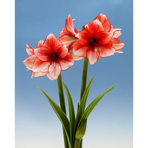 Bloomsz 26/28 cm Amaryllis Stardust