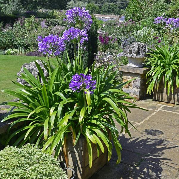 national PLANT NETWORK 3 gal. Agapanthus Plant with Purple Flowers ...