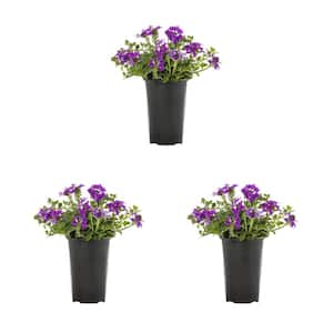 2 Qt. Verbena Homestead Purple Perennial Plant (3-Pack)