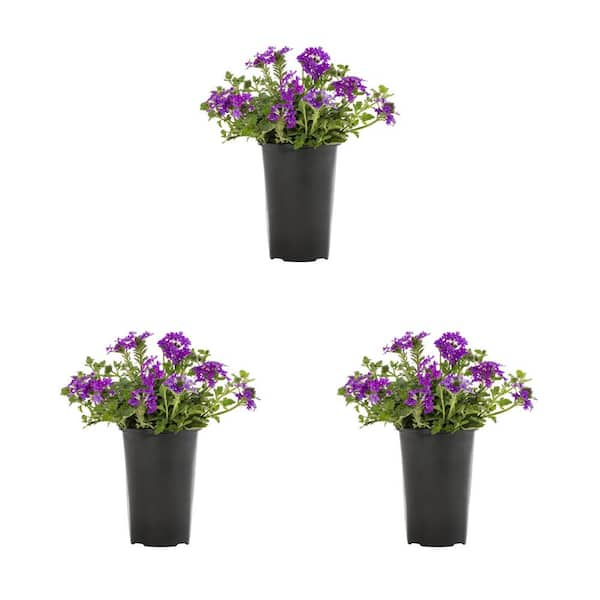 METROLINA GREENHOUSES 2 Qt. Verbena Homestead Purple Perennial Plant (3 ...