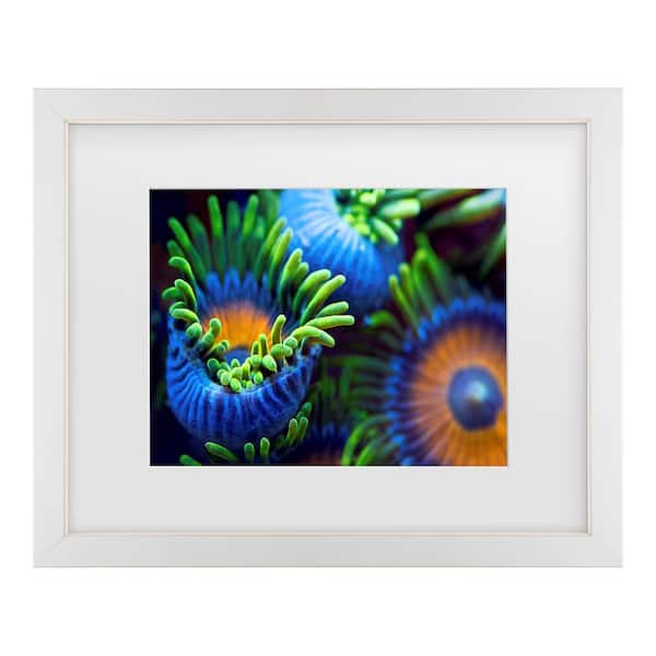 Trademark Fine Art Santiago Pascual Buye The Colors Of The Reef Ii Matted Framed Photography Wall Art 18 in. x 22 in.