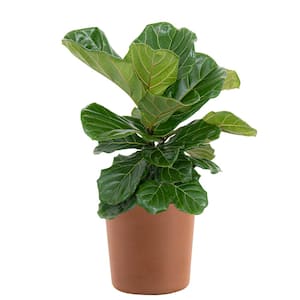 Fiddle Leaf Fig Ficus Lyrata Bush Live Indoor Outdoor Plant in 10 inch Premium Sustainable Ecopots Terracotta Pot