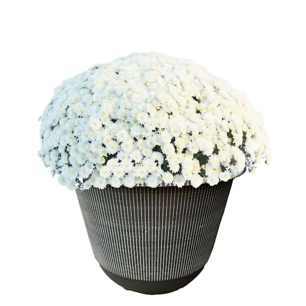 Unbranded 11.5 in. Chrysanthemum (Mum) Plant in A Decorative Pot with White Flowers