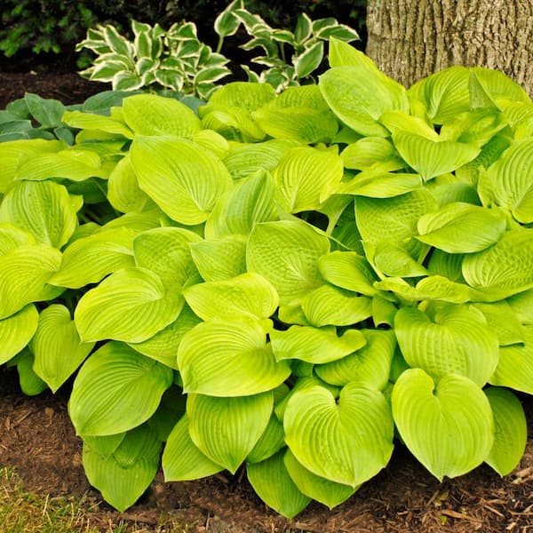 1 Gal. Pot, August Moon Hosta Potted Yellow Foilage Shade Perennial Plant (1-Pack)
