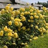 Sunbelt® Tupelo Honey™ - Star® Roses and Plants