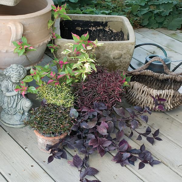 Vigoro 3.5 in. Alternanthera Plant
