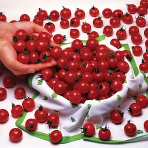 19 oz. Sweet Million Cherry Tomato Plant