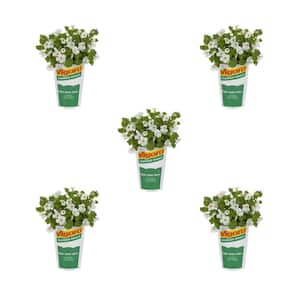 1.5-Pint Bacopa Water Hyssop Betty White Annual Plant (5-Pack)