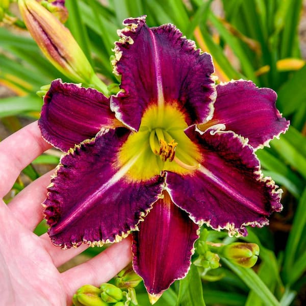 Breck's 2.50 Qt. Pot, Terrible Swift Sword Reblooming Daylily Flowering Potted Perennial Plant (1-Pack)
