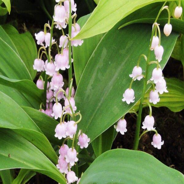 Unbranded 3.5 in. Pink Lily-of-the-Valley Plant-DISCONTINUED