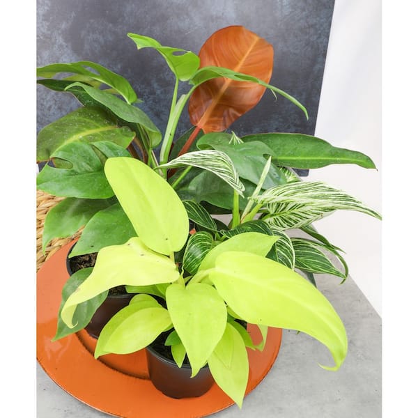 echinodorus plant Echinodorus bracteatus Lantau Lady