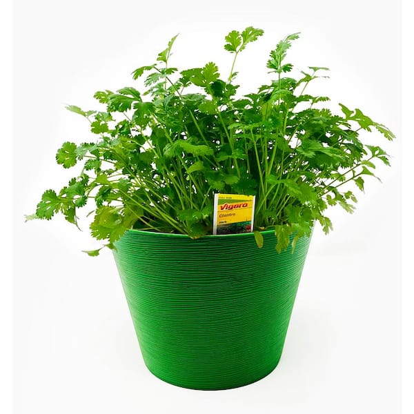 Pure Beauty Farms 1.5 Qt. Herb Plant Cilantro in 6 In. Deco Pot