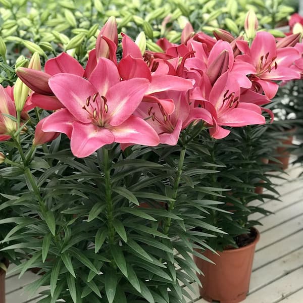 national PLANT NETWORK Lilies Summer Sky LA Hybrid Lilies