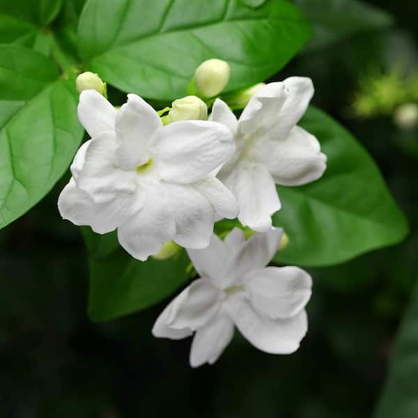 2.5 qt. Sambac White Jasmine Plant in Pot