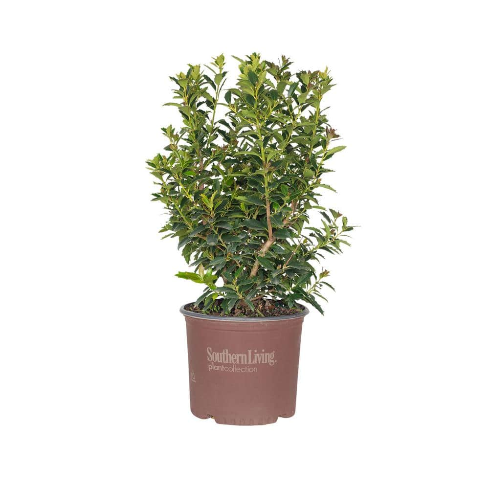 Oakland Holly Tree 3 Gal