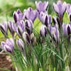 Bloomsz Crocus Orange Monarch Bulbs (25-Pack) 11548 - The Home Depot