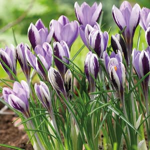 Crocus Bulbs Spring Beauty (Set of 25)