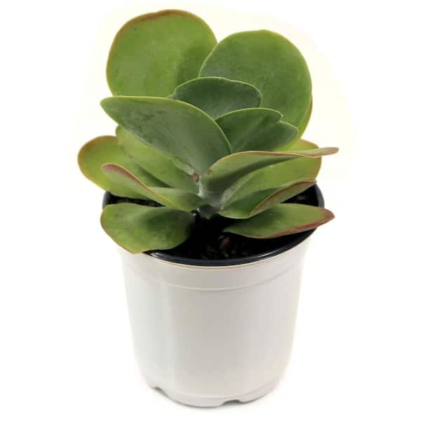 national PLANT NETWORK 4 in. Kalanchoe Flapjack Paddle Plant (3-Pack)
