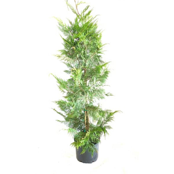Fusion Cypress Leyland #7