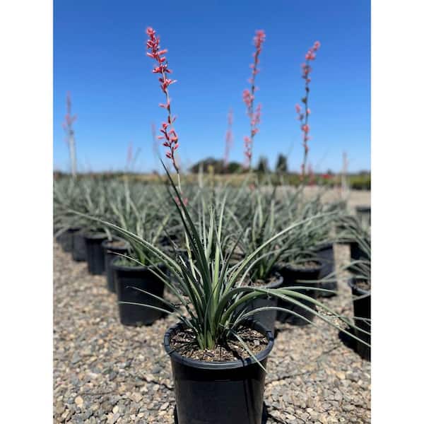 #1 Container Red Yucca Shrub Plant(4-Pack)