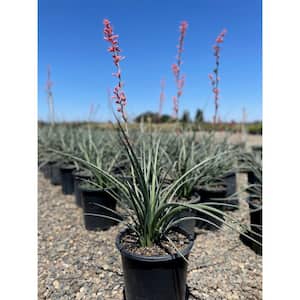 #1 Container Red Yucca Shrub Plant(4-Pack)