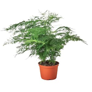 Asparagus (Fern) Plant in 6 in. Grower Pot