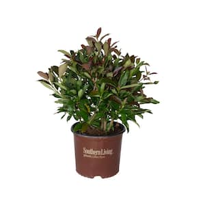 3 Gal. Coppertop Sweet Viburnum Shrub with Olive Green to Dark Red Evergreen Foliage