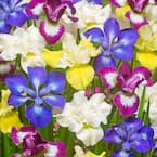 New and Exclusive Iris Siberica Speciality Mixture 339 Roots (5-Set)